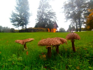 🍄 Mushroom Picking & Peaceful Forest Walks in Przesieka
